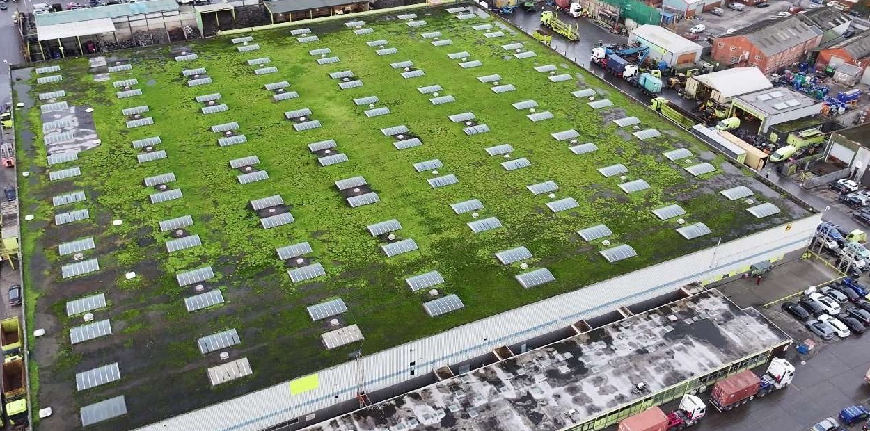 Aerial view of a large flat EPDM industrial roof showing widespread moss and vegetation growth across the membrane